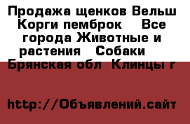Продажа щенков Вельш Корги пемброк  - Все города Животные и растения » Собаки   . Брянская обл.,Клинцы г.